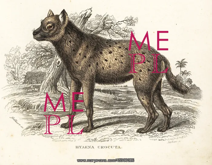  : Spotted hyena, Crocuta crocuta