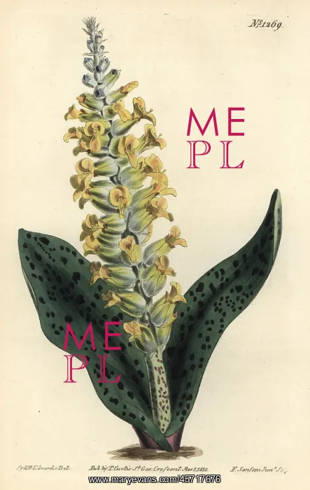 : Spotted leaved orchis-like lachenalia, Lachenalia orchioides : Spotted leaved orchis-like lachenalia, Lachenalia orchioides