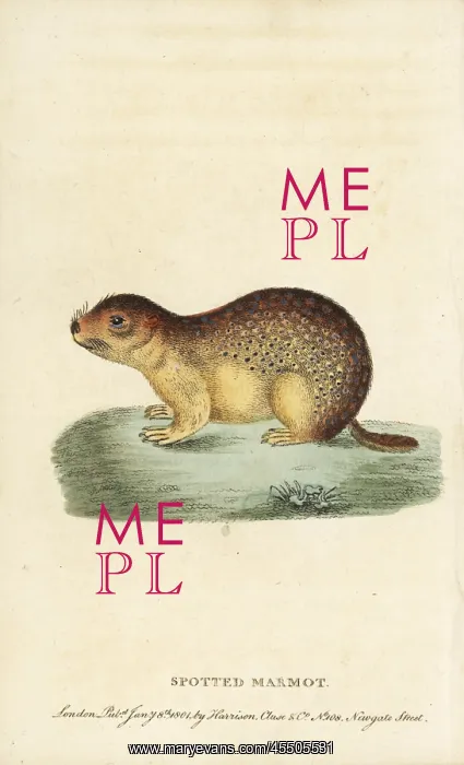 : Spotted marmot, Spermophilus suslicus : Spotted marmot, Spermophilus suslicus