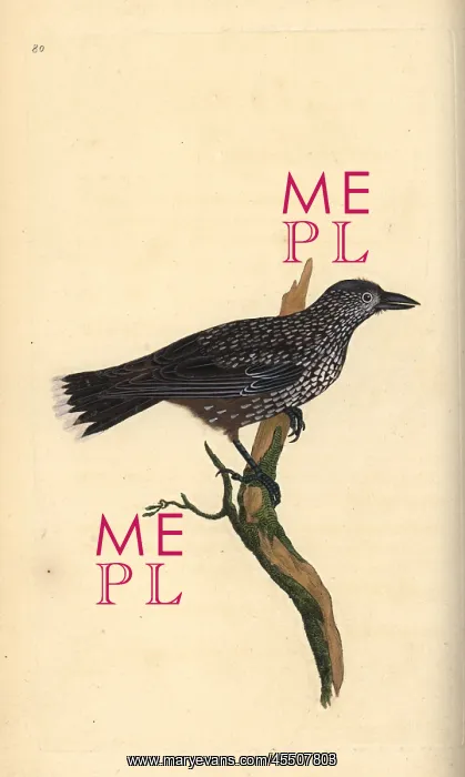 : Spotted nutcracker, Nucifraga caryocatactes : Spotted nutcracker, Nucifraga caryocatactes