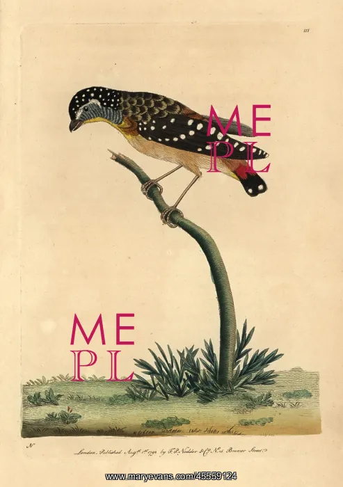 : Spotted pardalote, Pardalotus punctatus : Spotted pardalote, Pardalotus punctatus