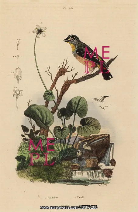 : Spotted pardalote, Pardalotus punctatus : Spotted pardalote, Pardalotus punctatus