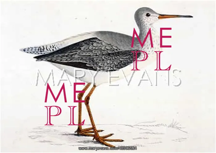  : SPOTTED REDSHANK (MORRIS