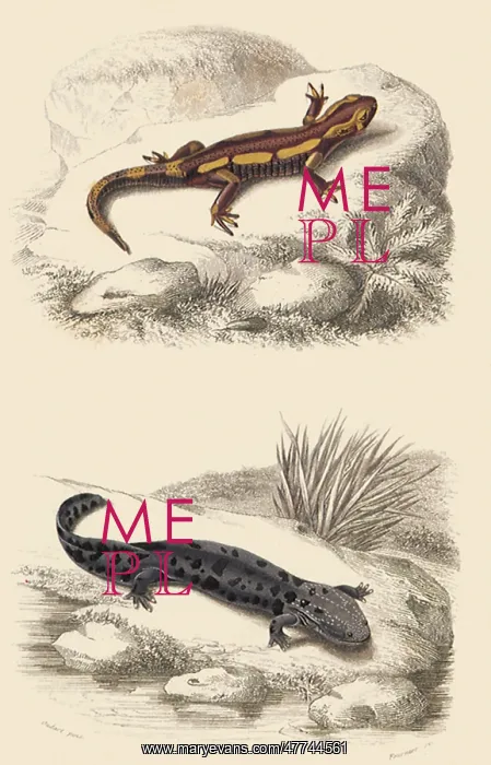  : Spotted Salamander and Hellbender