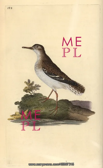 : Spotted sandpiper, Actitis macularia : Spotted sandpiper, Actitis macularia