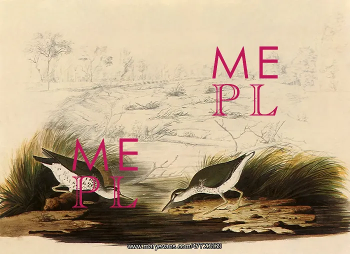  : Spotted Sandpiper, Actitis macularia