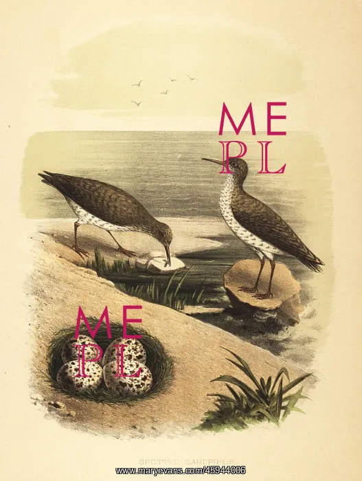 : Spotted sandpiper, Actitis macularius : Spotted sandpiper, Actitis macularius