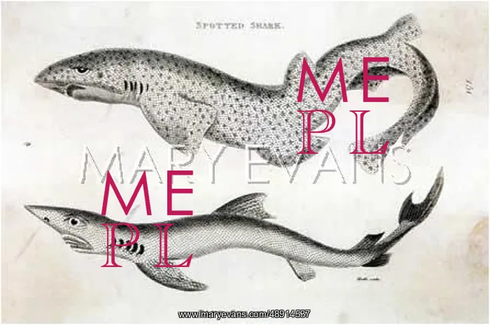  : SPOTTED SHARK / 1804