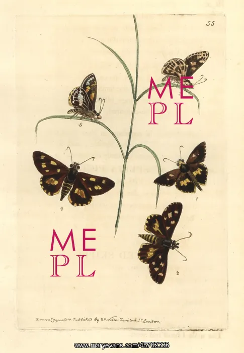 : Spotted skipper and painted skipper : Spotted skipper and painted skipper