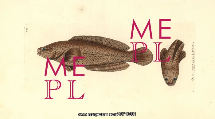 : Spotted snakehead, Channa punctata : Spotted snakehead, Channa punctata