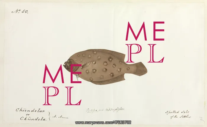: Spotted sole illustration : Spotted sole illustration