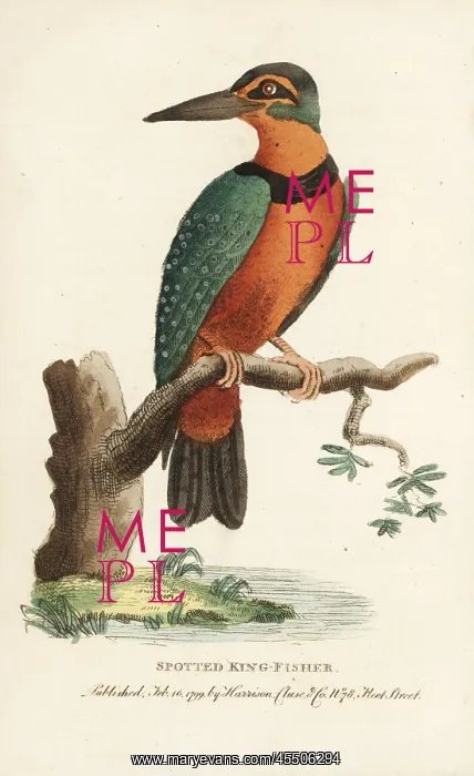 : Spotted or Surinam kingfisher, Alcedo paradisea- : Spotted or Surinam kingfisher, Alcedo paradisea-