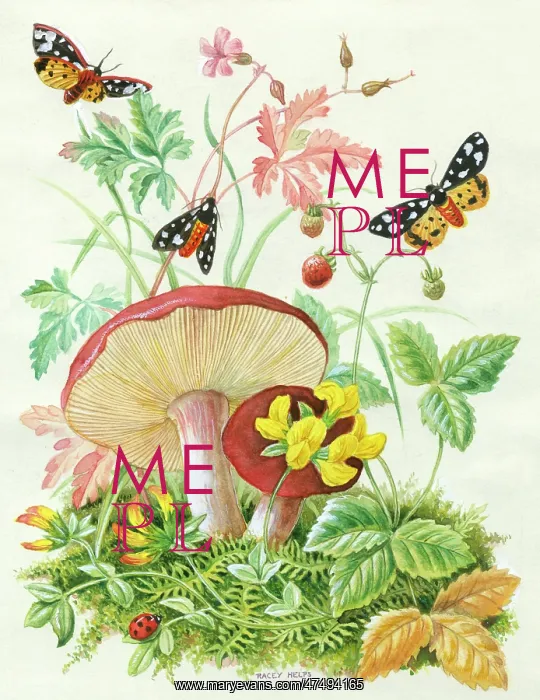 : Spotted tiger moths, wild strawberry, etc : Spotted tiger moths, wild strawberry, etc
