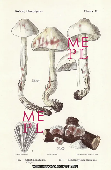 : Spotted toughshank and split gill mushroom : Spotted toughshank and split gill mushroom