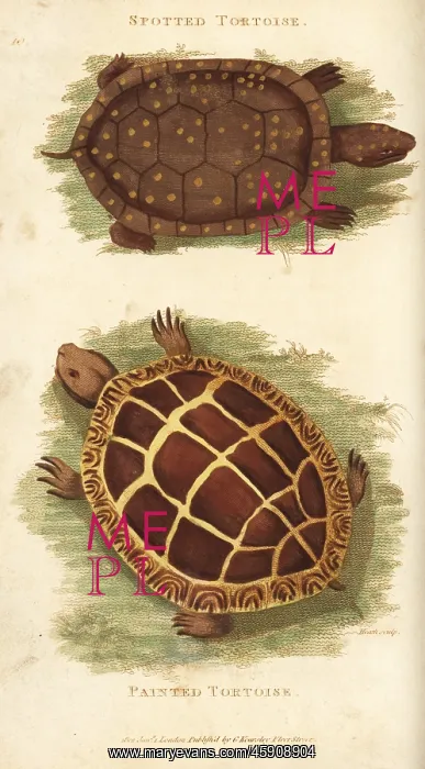 : Spotted turtle and painted turtle : Spotted turtle and painted turtle