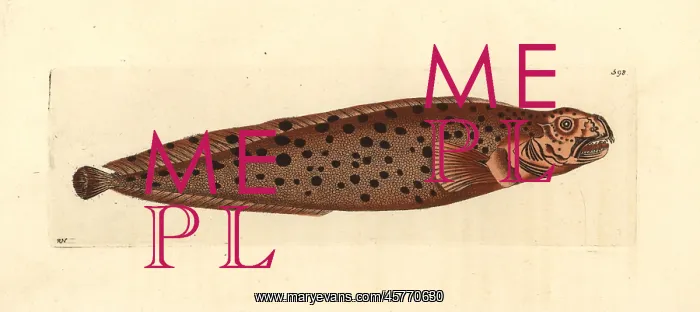 : Spotted wolffish, Anarhichas minor : Spotted wolffish, Anarhichas minor