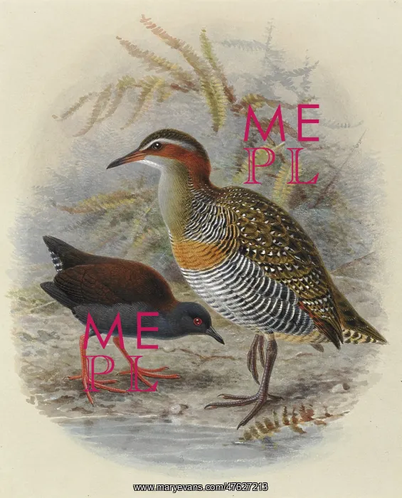 : Spottless Crake and Bandd Rail : Spottless Crake and Bandd Rail