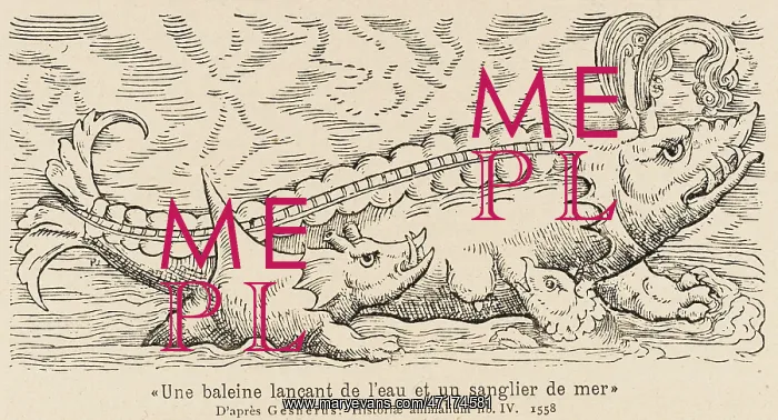 : Spouting Whale-Fish : Spouting Whale-Fish