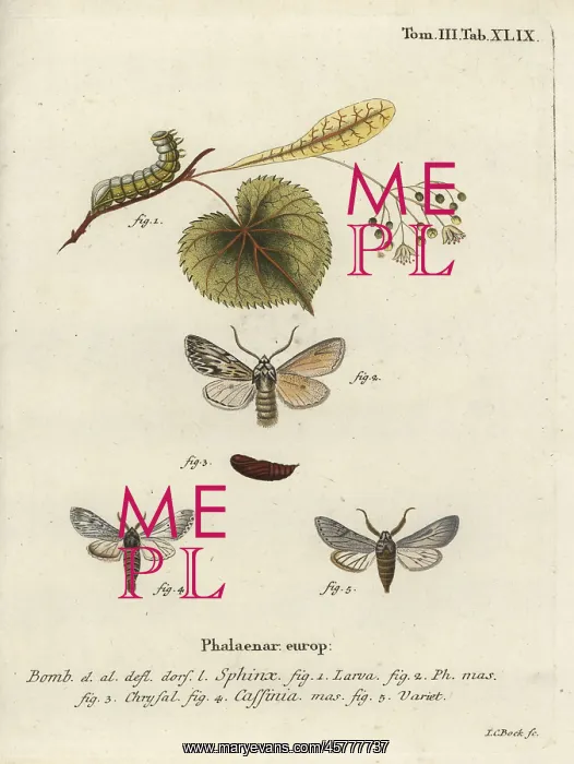 : Sprawler moth, Asteroscopus sphinx : Sprawler moth, Asteroscopus sphinx