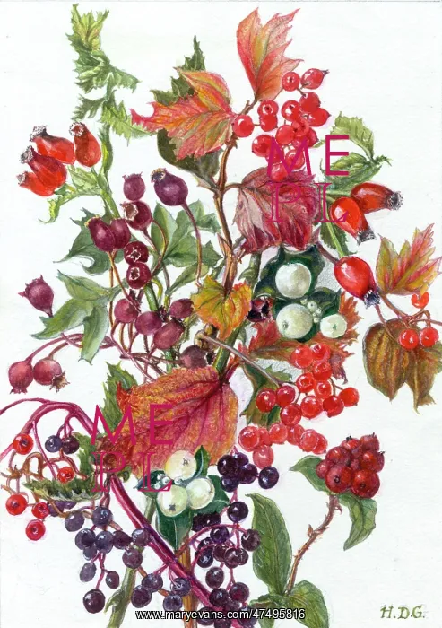 : Spray of Autumn Leaves and Berries : Spray of Autumn Leaves and Berries