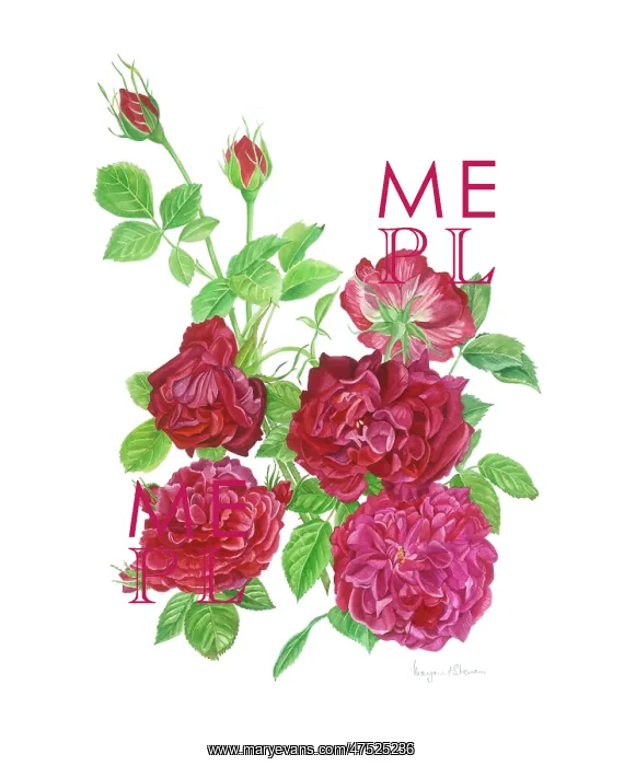  : Spray of Crimson Roses