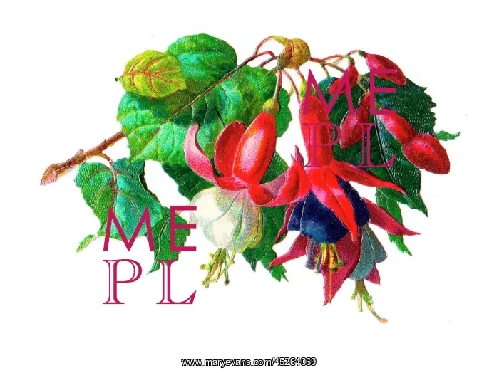  : Spray of fuchsia on a Victorian scrap