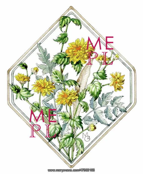  : A spray of Kerria Japonica