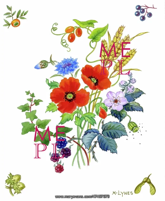 : Spray of poppies, cornflowers, wheat etc : Spray of poppies, cornflowers, wheat etc