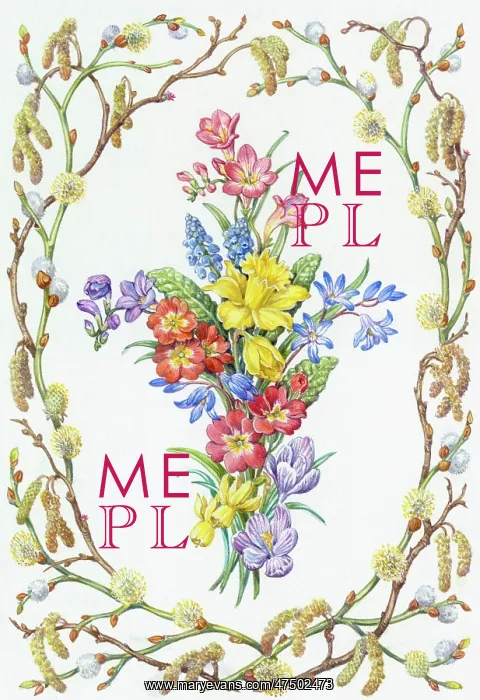 : Spray of Spring Flowers & border of catkins etc : Spray of Spring Flowers & border of catkins etc
