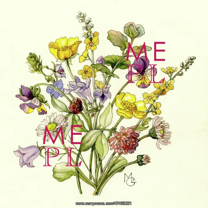 : Spray of wild flowers : Spray of wild flowers