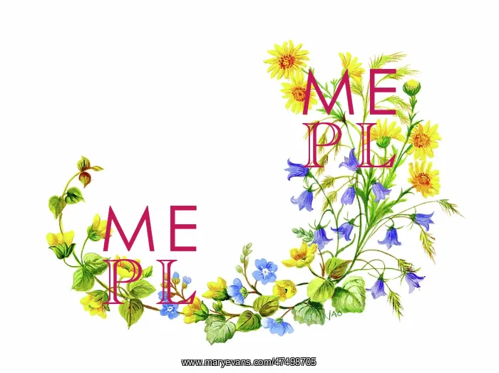 : Spray of wild flowers : Spray of wild flowers
