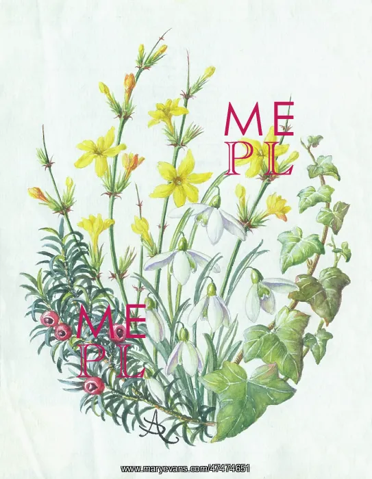  : Spray of yew, snowdrops, jessamine and ivy
