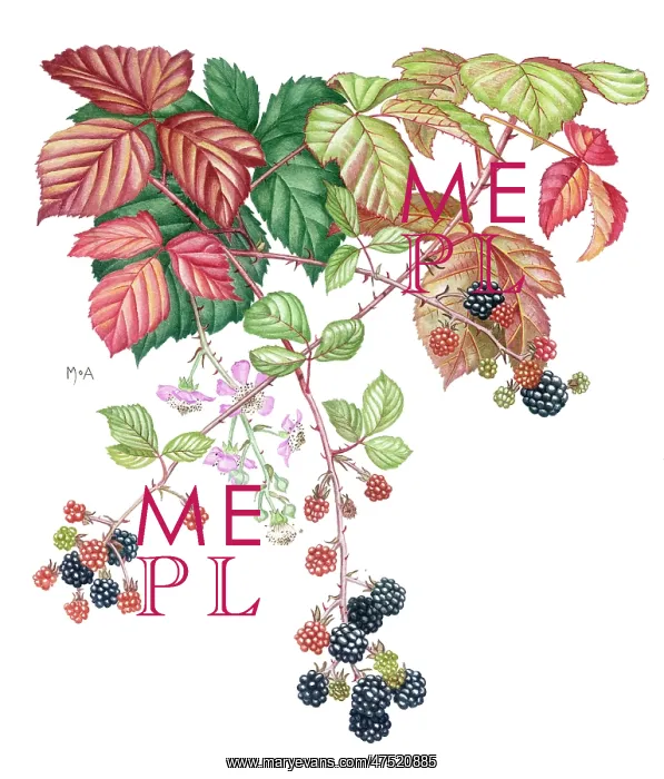 : Sprays of blackberry in flower and fruit : Sprays of blackberry in flower and fruit