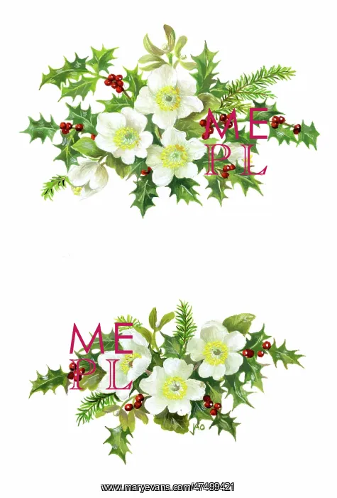 : Two sprays of Christmas Roses and Holly : Two sprays of Christmas Roses and Holly