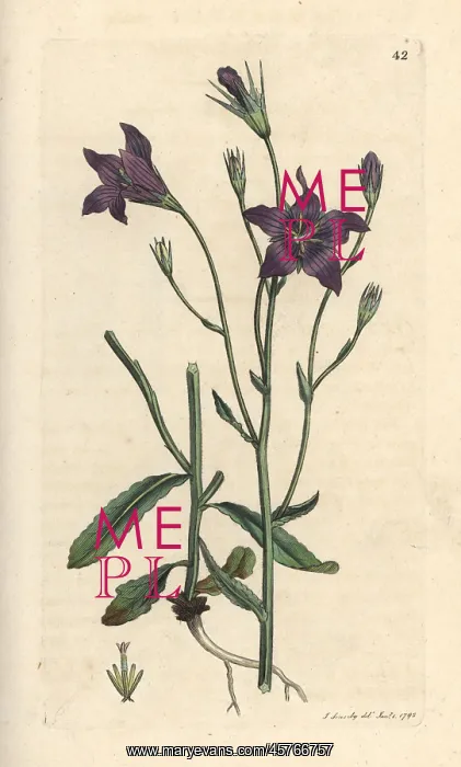 : Spreading bellflower, Campanula patula : Spreading bellflower, Campanula patula