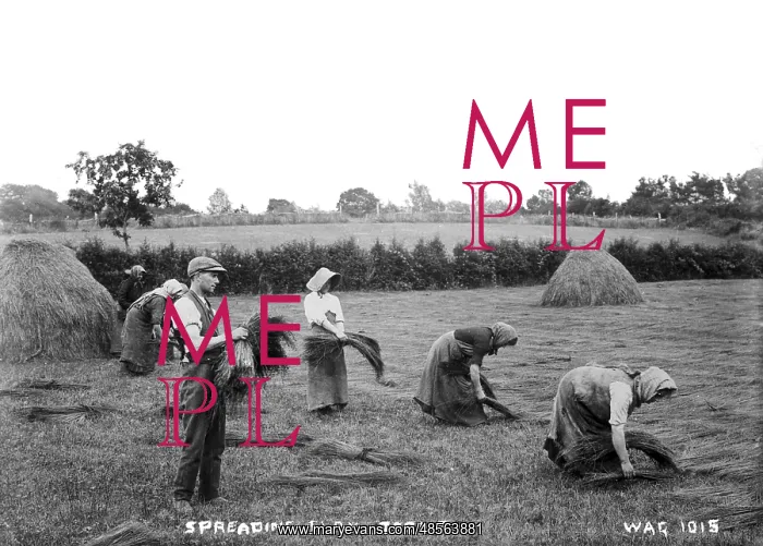 : Spreading Flax, Toome : Spreading Flax, Toome