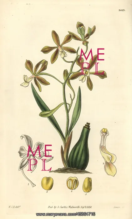 : Spreading-flowered encyclia orchid, Encyclia patens : Spreading-flowered encyclia orchid, Encyclia patens