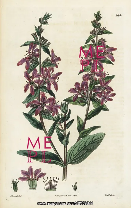 : Spreading loosestrife, Lythrum diffusum : Spreading loosestrife, Lythrum diffusum