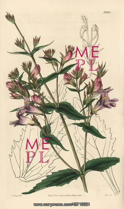 : Spreading penstemon, Pentstemon diffusum : Spreading penstemon, Pentstemon diffusum
