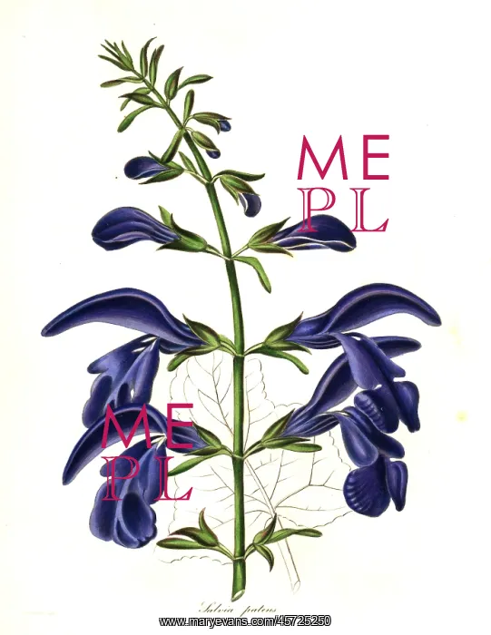 : Spreading sage, Salvia patens : Spreading sage, Salvia patens