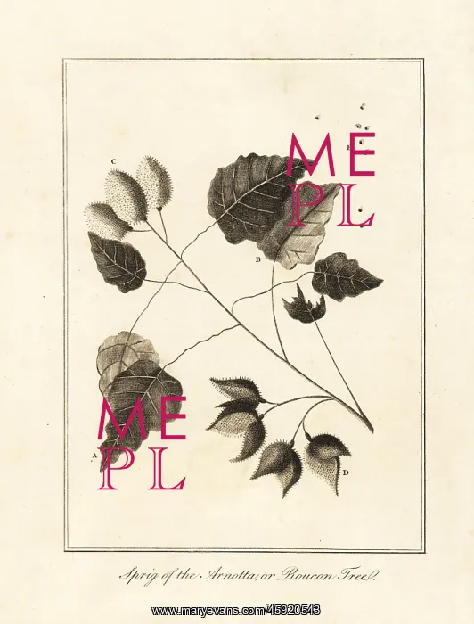 : Sprig of the anchiote tree, Bixa orellana : Sprig of the anchiote tree, Bixa orellana