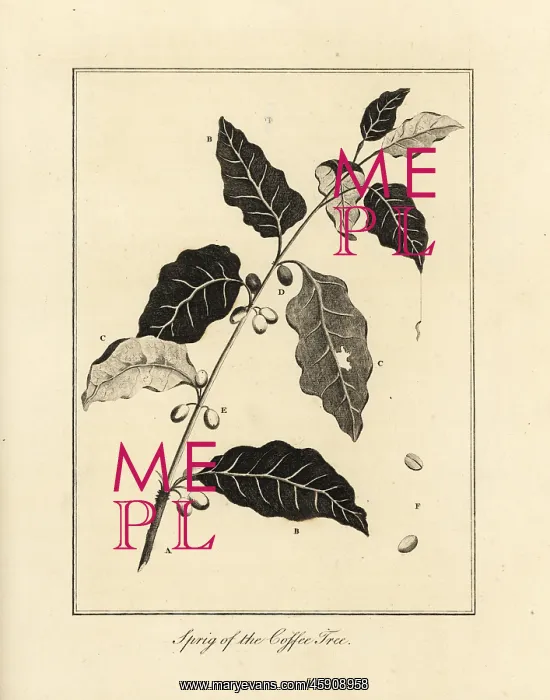 : Sprig of the coffee tree, Coffea arabica : Sprig of the coffee tree, Coffea arabica