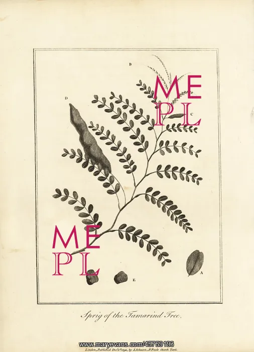 : Sprig of the tamarind tree, Tamarindus indica : Sprig of the tamarind tree, Tamarindus indica