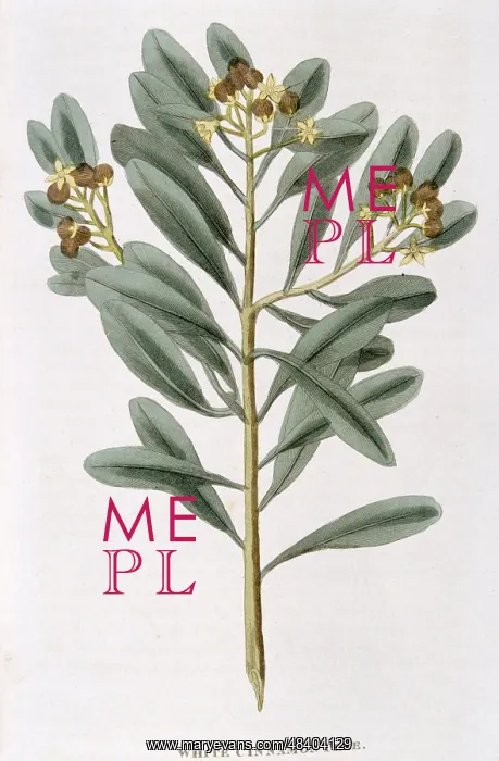 : Sprig of White Cinnamon: Canella alba.The dried : Sprig of White Cinnamon: Canella alba.The dried
