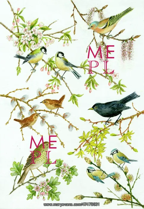  : Spring Birds
