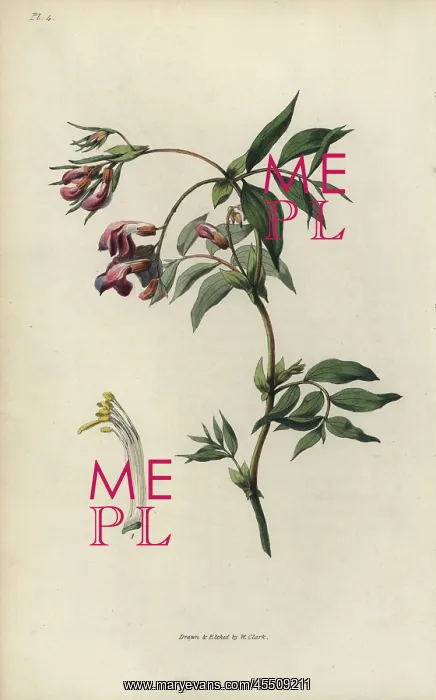 : Spring bittervetch, Lathyrus vernus : Spring bittervetch, Lathyrus vernus