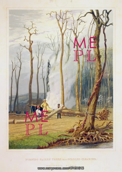 : Spring--Burning fallen trees in a girdled clearing--Western : Spring--Burning fallen trees in a girdled clearing--Western