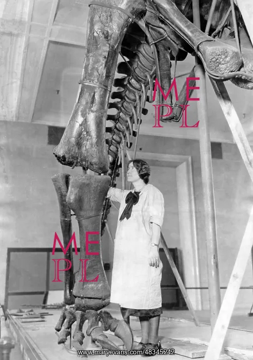 : Spring cleaning in the American Museum of Natural History : Spring cleaning in the American Museum of Natural History