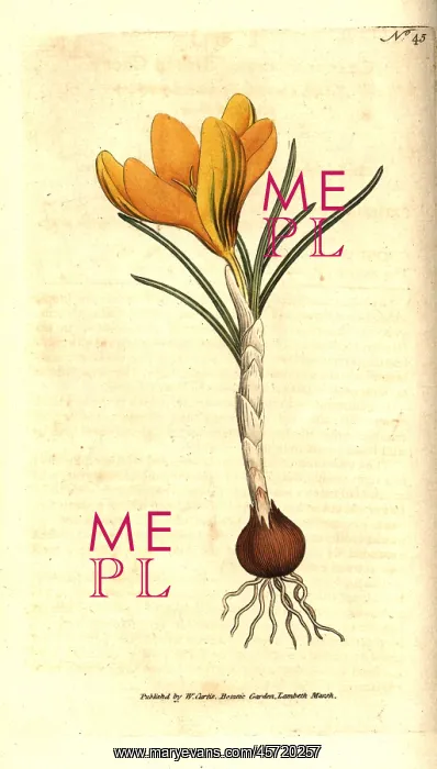 : Spring crocus, Crocus vernus : Spring crocus, Crocus vernus