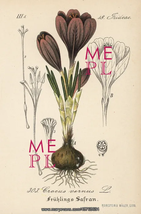 : Spring crocus, Crocus vernus : Spring crocus, Crocus vernus